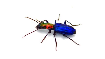 beetle isolated on white background