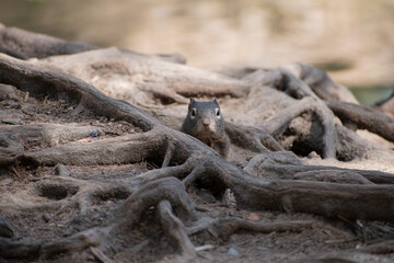Squirrel between tree roots.