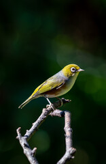 Close up of a Silvereye also known as a wax-eye or white-eye bird