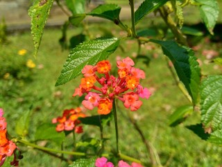 Lantana camara (tahi ayam, sailara, tembelekan, common lantana, big sage, wild sage, red sage, white sage, tick berry, West Indian lantana, umbelanterna) with natural backrgound.