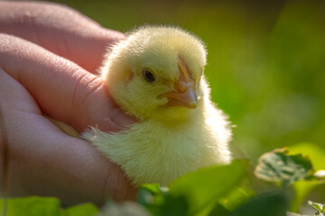 Closeup of child's hand holding a chick. Good for learning and education.