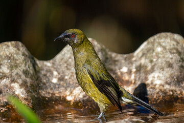 Bellbird Korimako bird in a bird bath in New Zealand 