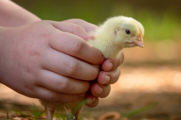 Closeup of child's hand gently holding a chick. Good for learning and education.