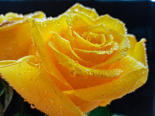 yellow roses on a black background with water droplets on the petals. High quality photo