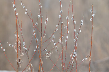 Delicate branches of red willow with pussy willow buds - 434028268