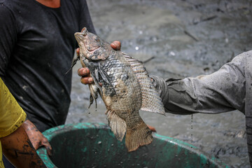 Close up hand Catch of fish