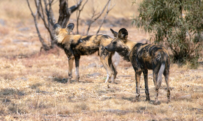 Naklejka na ściany i meble African Wild Dog alpha pair in South Africa