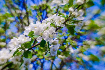 blooming apple tree 