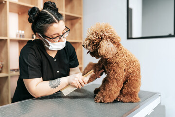 pet hairdresser, pet hairdresser cuts dog's hair with scissors