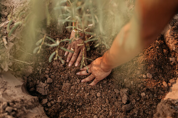 Man plants a small tamarind tree. Farm and argiculture at countryside concept.