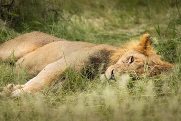 Closeup of a lion resting in the grass during safari in Tarangire National Park, Tanzania.