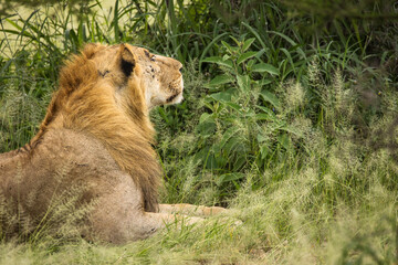 Closeup of a lion resting in the grass during safari in Tarangire National Park, Tanzania.