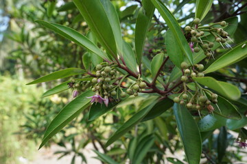 Ardisia elliptica (shoebutton ardisia, duck's eye and coralberry) with a natural background....