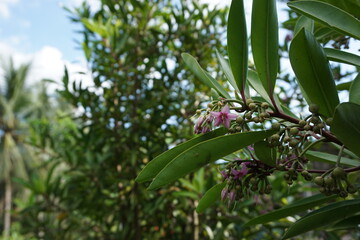 Ardisia elliptica (shoebutton ardisia, duck's eye and coralberry) with a natural background. Indonesian call it lempeni