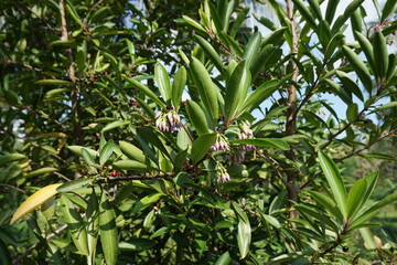 Ardisia elliptica (shoebutton ardisia, duck's eye and coralberry) with a natural background....