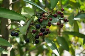 Ardisia elliptica (shoebutton ardisia, duck's eye and coralberry) with a natural background. Indonesian call it lempeni