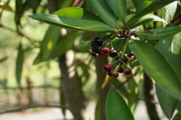 Ardisia elliptica (shoebutton ardisia, duck's eye and coralberry) with a natural background....