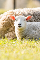 Naklejka na ściany i meble A lamb on the meadow