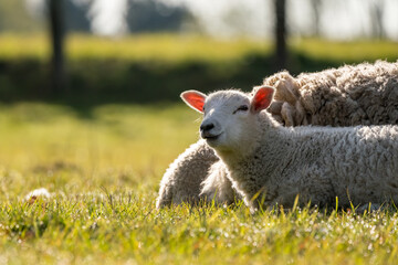 A Mother lamb on the meadow