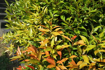 Fototapeta premium Syzygium oleina in the nature. This plant also Syzygium oleina, pucuk merah, daun pucuk merah, and Syzygium myrtifolium