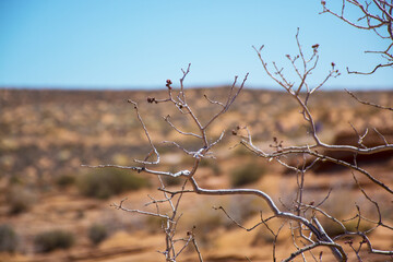 Fototapeta na wymiar Bush branches with first spring leaves. Arizona Desert Landscape.