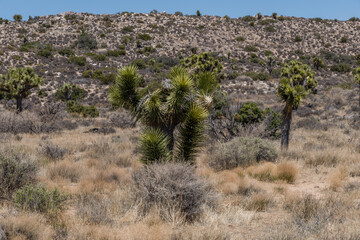 Scenic Joshua Tree National Park vista, Southern California
