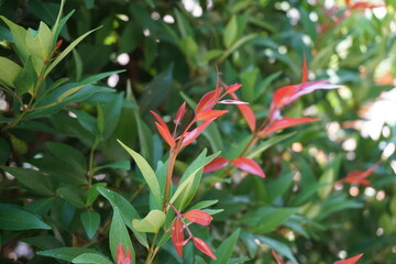 Syzygium oleina in the nature. This plant also Syzygium oleina, pucuk merah, daun pucuk merah, and Syzygium myrtifolium