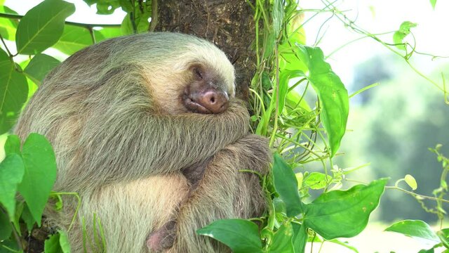 A cute sloth (arboreal mammal living in tropical rainforests of America), sleeping while hugging a tree, with a gentle wind shaking the leaves. Idyllic shot.