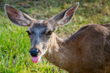 Close up of young deer sticking out tongue.