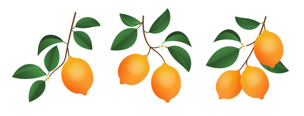 Lemons branches isolated on white background. Plants elements for design. 