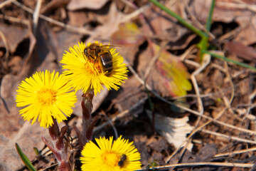 a bee collects pollen on a yellow primrose flower in early spring