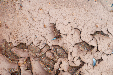 the background is a texture in the form of peeling mud with sand at the bottom