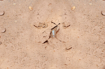 the background is a texture in the form of peeling mud with sand at the bottom