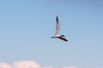 The Caspian tern ( Hydroprogne caspia ) on the hunt.
