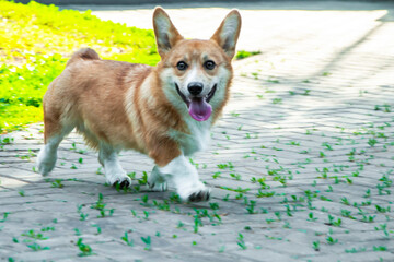 a Pembroke Welsh Corgi dog runs along the sidewalk