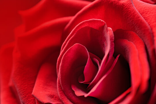 Macro photo of a red fresh rose