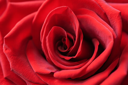 macro photo of a dark red rose, close-up
