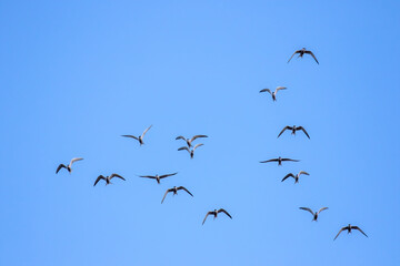 Fototapeta premium Flock of common tern ( Sterna hirundo) 