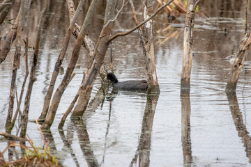 The American coot (  Fulica americana) also known as a mud hen or pouldeau