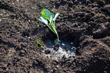 planting young cabbage in the ground