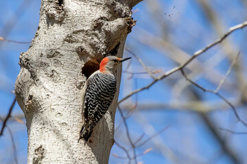The red-bellied woodpecker (Melanerpes carolinus) near nesting cavity