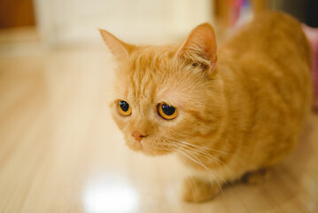 Cute little orange cat lying on the floor of the house.