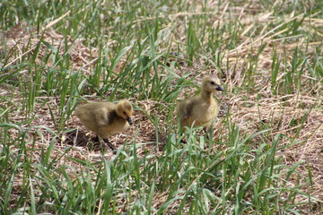 Goslings In The Grass, Pylypow Wetlands, Edmonton, Alberta