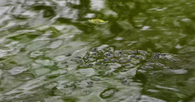 Water beetles on the water surface.