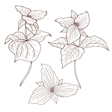 Wild flowers, trullium sketch, black flower line art, botanical sketch, forest flowers illustration