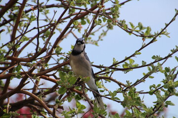 Blue Jay High In The Tree, Edmonton, Alberta