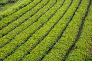 The tea plantations background in day light