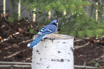 Blue Jay Taking The Food, Edmonton, Alberta