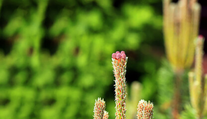 Young purple cone on the pine-tree in the home garden. The concept of landscape design.