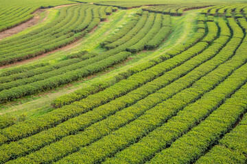 The tea plantations background in day light